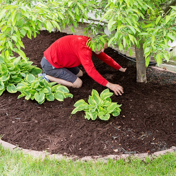 proper mulch installation should not attract pests, but can actually improve the overall health of your garden